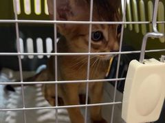 -宠爱国际动物医院·消化内科·心肾内科·ISFM猫友好(望京店)