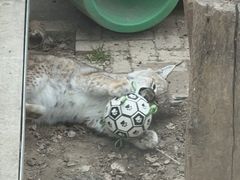-青藏高原野生动物园