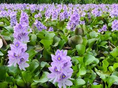 -白鹭湾湿地公园