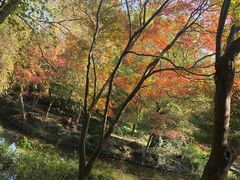 -秋霞圃