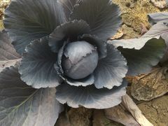 -万源龙顺度假庄园生态观光园