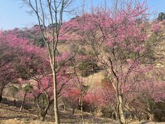 -新建村梅花