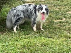 -爪吧宠物乐园 (温榆河示范区店)