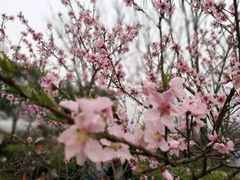 -南京市江宁方山