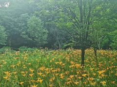 -上海佘山国家森林公园天马山园