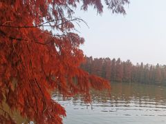 -上海海湾国家森林公园