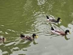 -莲花池公园