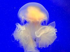 -上海海洋水族馆