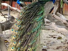 -广州长隆飞鸟乐园