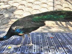 -北京鹿世界主题园