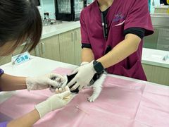 -北京观赏动物医院·24小时大型综合·猫专科·异宠专科
