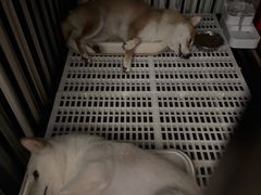 -德元·美联众合24小时动物医院(总院)