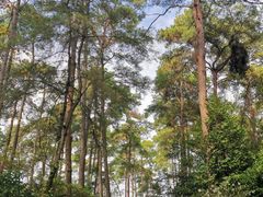 -三门江国家森林公园