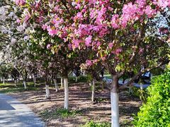 -长白岛森林公园