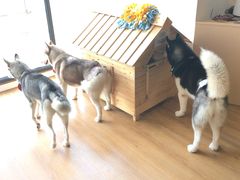 -Husky Go! 哈士奇体验馆·宠物咖啡厅狗咖