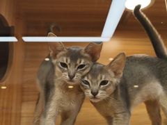 -猫十亿·布偶金渐层·曼基康矮脚猫舍(青年路店)