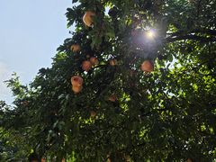-洛阳周公庙博物馆