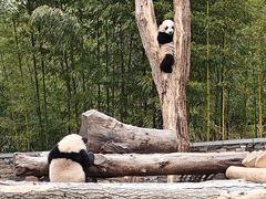 -卧龙中华大熊猫苑神树坪基地