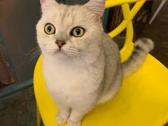 -喵屿·大理花园猫咖