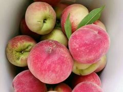 -武汉世外桃源农庄