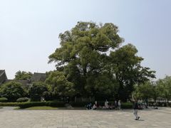 -八大山人梅湖景区