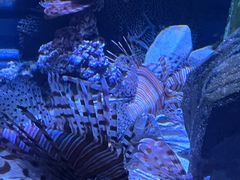 -香港海洋公园