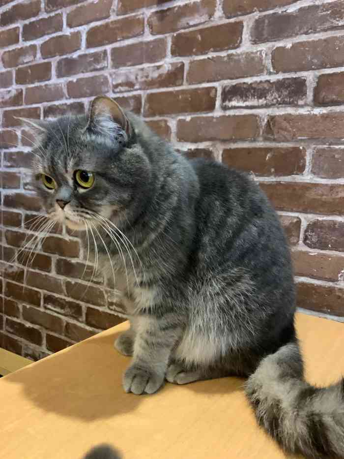 猫宁咖啡-"这一家猫咖是上次路过的时候就种草了,朋友.