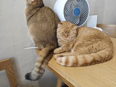 -藏猫猫咖啡主题馆(中央大道店)