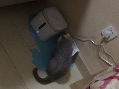 -猫大福·Fortune Cat猫舍(百子湾店)