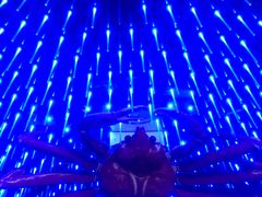 -蟹之国·精品蟹料理(极地店)