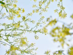 -西青郊野公园