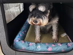 -申普宠物医院·心脏介入·心血管微创(总院)