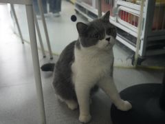 -我爱猫咪·猫咖·狗咖·安哥拉兔·羊驼咖(小寨华旗店)