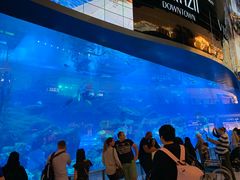 -迪拜水族馆及水下动物园