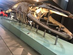 -墨尔本博物馆(Melbourne Museum)