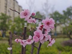 -活水公园
