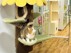 -青奢宠物·青奢猫舍