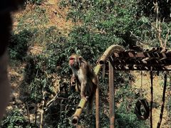 -西双版纳原始森林公园