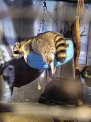 -酷嗒动物文化乐园(cutezoo西溪乐天城店)