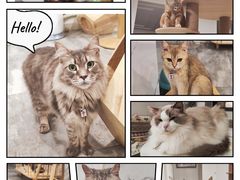 -楼上猫咖(罗湖店)