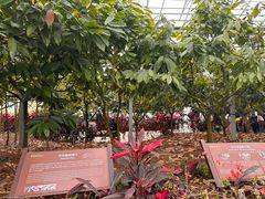 -歌斐颂巧克力小镇