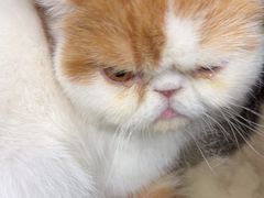 -安安宠医宠物医院·异宠·犬猫内科(岳阳分院)