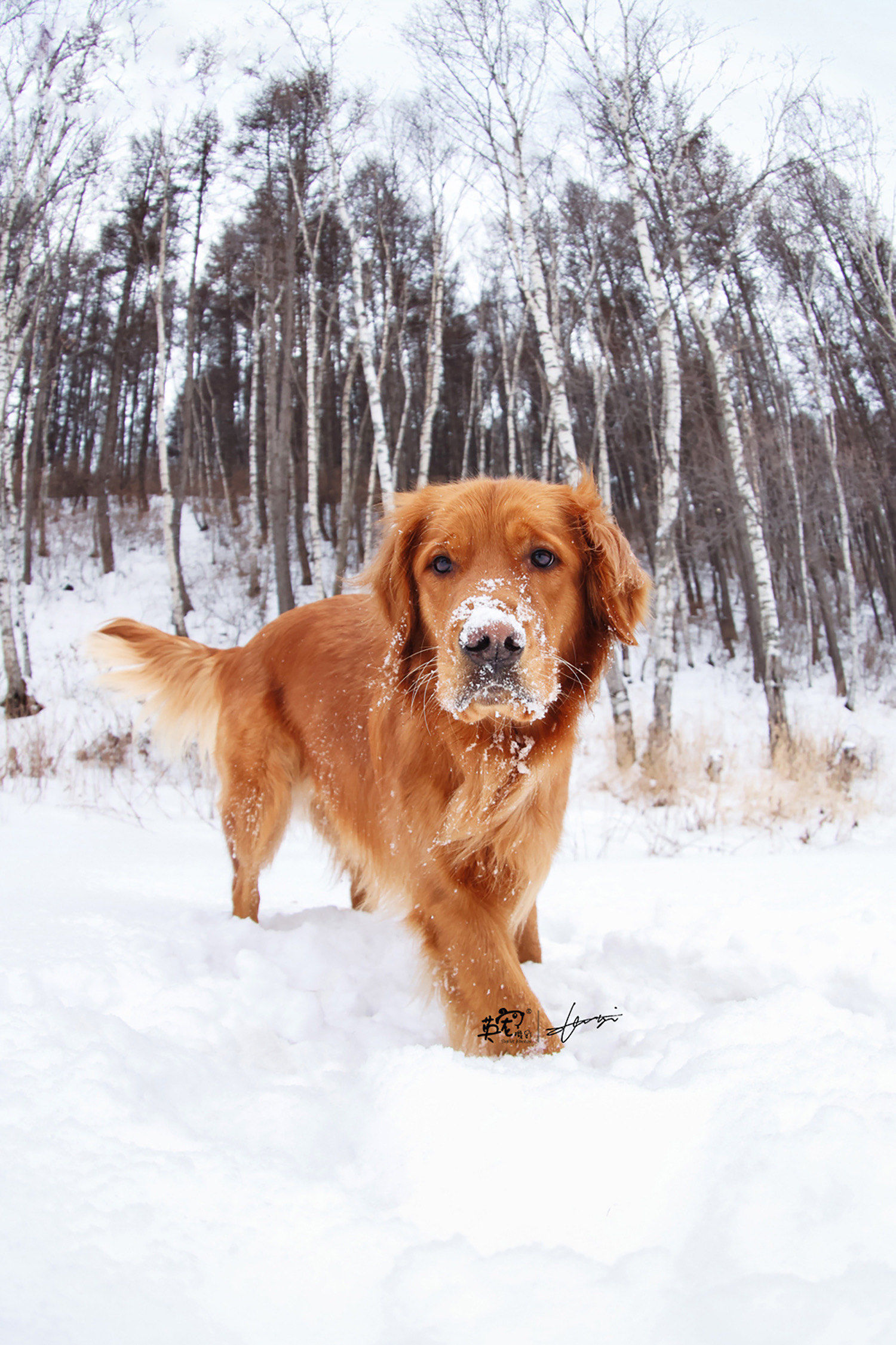 冬天最好玩的,当然是去雪地撒欢啊😄#狗狗玩雪 #狗是人类最忠诚的