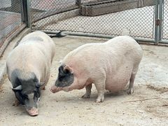 -石家庄市动物园