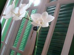 美美的花~-Carmen卡门西班牙餐厅