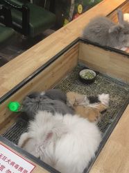 -神奇动物撸宠馆·羊驼·小浣熊·异宠(豫园店)