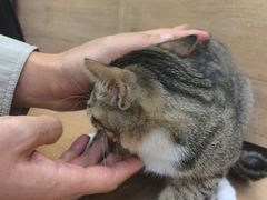 -瑞鹏宠物医院·宠保定点·心脏科·内科(御桥分院)