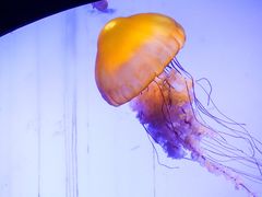 -上海海洋水族馆