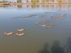 -野鸭湖国家湿地公园