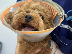 -宠物星动物医院·眼科·异宠·猫科(江南大道总院)